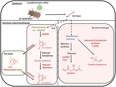 Juvenile hormone III induction reveals key genes in general metabolism, pheromone biosynthesis, and detoxification in Eurasian spruce bark beetle
